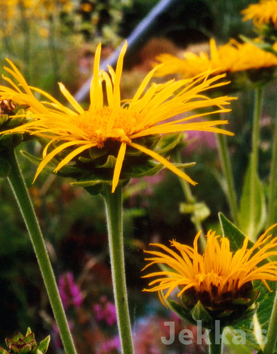 Jekka's: Elecampane (Inula helenium  )