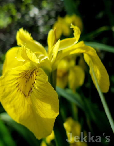 Jekka's: Yellow Flag Iris (Iris pseudacorus )