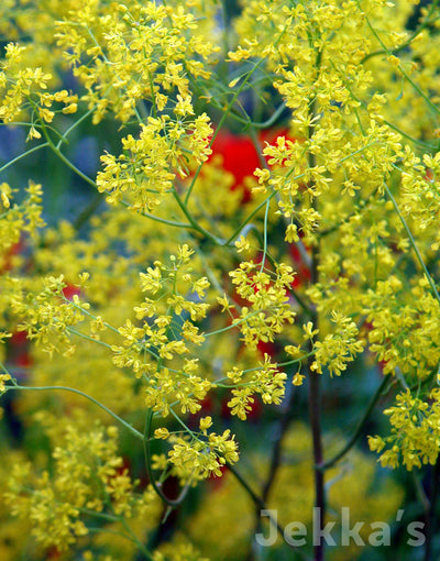 Jekka's: Woad (Isatis tinctoria)