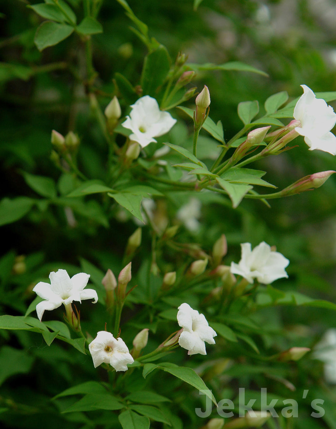 Jekkapedia: Jasminum officinale (Jasmine) – Jekka's
