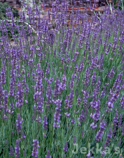 old english lavender plants for sale Jekkapedia: Lavandula x intermedia Old English Group (Lavender Old English) – Jekka's