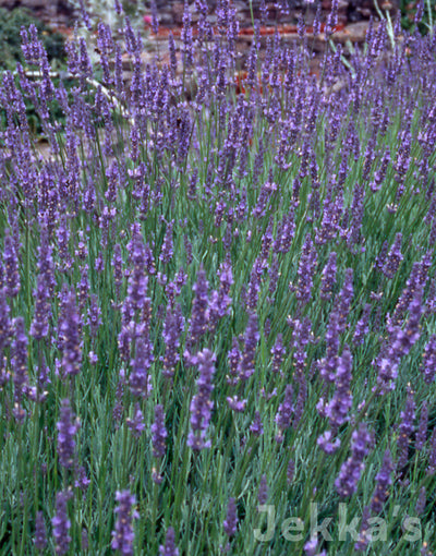 Jekka's: Lavender Old English (Lavandula x intermedia Old English Group)