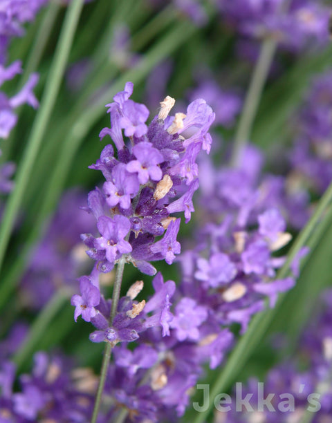 Jekka's: Lavender Ashdown Forest (Lavandula angustifolia 'Ashdown Forest')