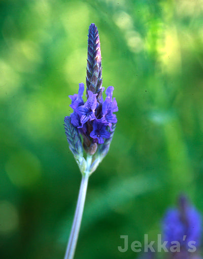 Jekka's: Lavender Christiana (Lavandula x christiana)