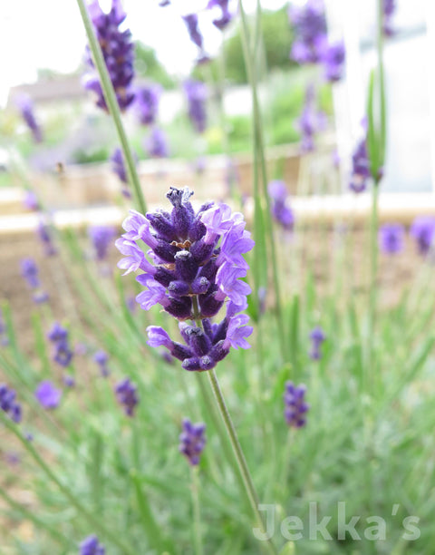 Jekkapedia: Lavender Munstead