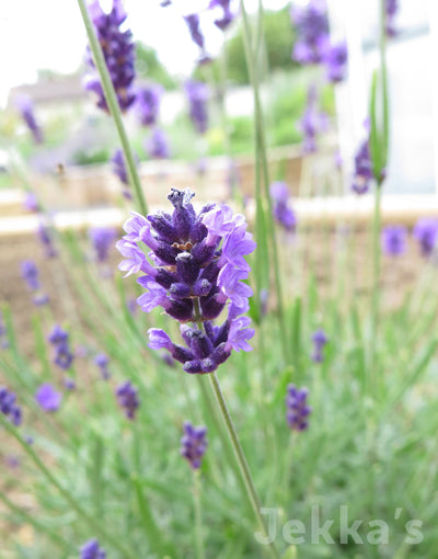 Jekka's: Lavender Munstead (Lavandula angustifolia 'Munstead')