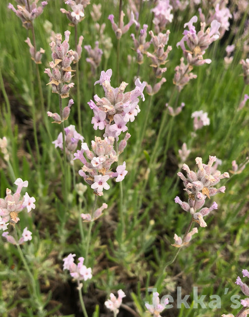 Lavandula angustifolia 'Rosea' (Lavender Rosea): Plants available to ...