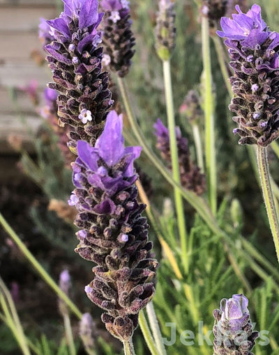 Jekka's: Fringed Lavender (Lavandula dentata)