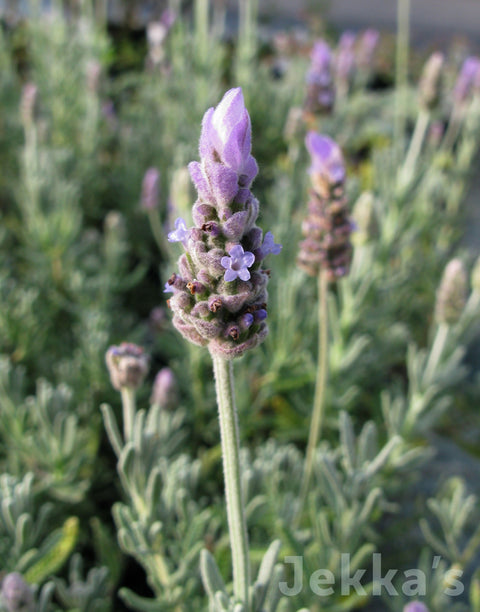 Jekkapedia: Lavender Candicans