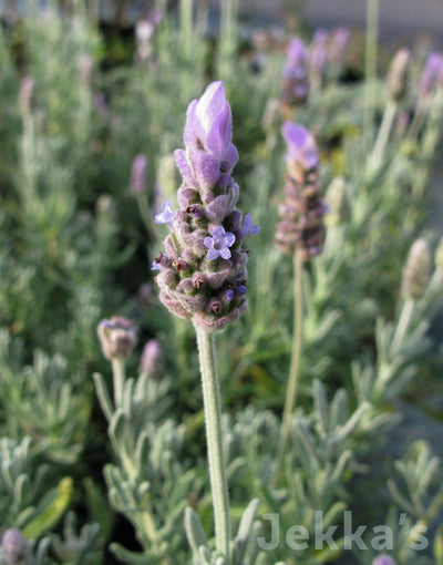 Jekka's: Lavender Candicans (Lavandula dentata var. candicans)