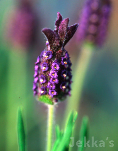 Jekka's: Lavender Helmsdale (Lavandula 'Helmsdale')