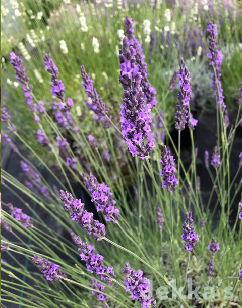 lavender grosso seeds Lavandula x intermedia 'Grosso' (Lavender Grosso): Plants available to buy. – Jekka's