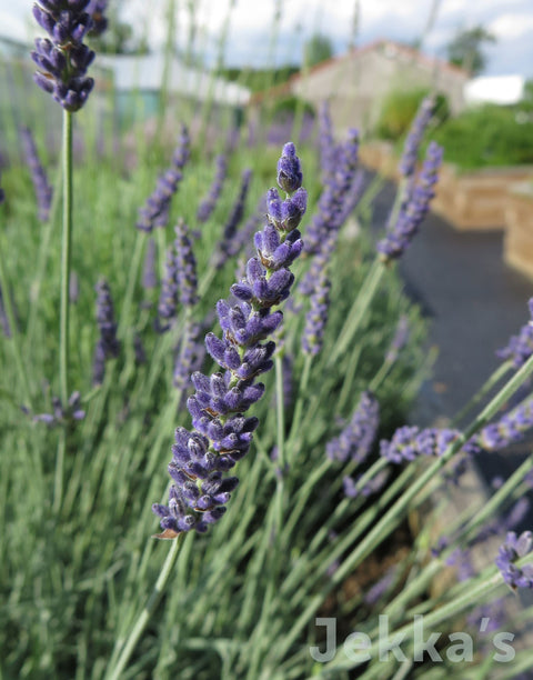 Jekkapedia: Lavender Lullingstone Castle