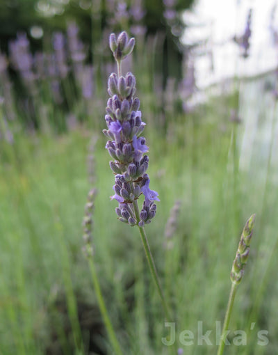 Jekka's: Lavender Seal (Lavandula x intermedia 'Seal')