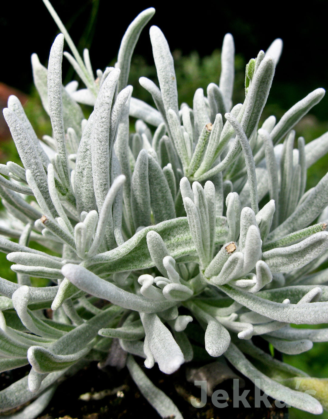 Jekkapedia: Lavandula lanata (Woolly Lavender) – Jekka's