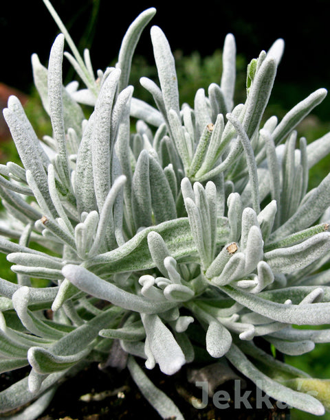 Jekkapedia: Woolly Lavender