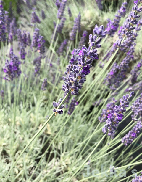 Jekkapedia: Lavender Sawyers