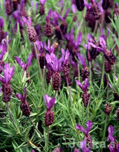 Jekka's: French Lavender (Lavandula stoechas )