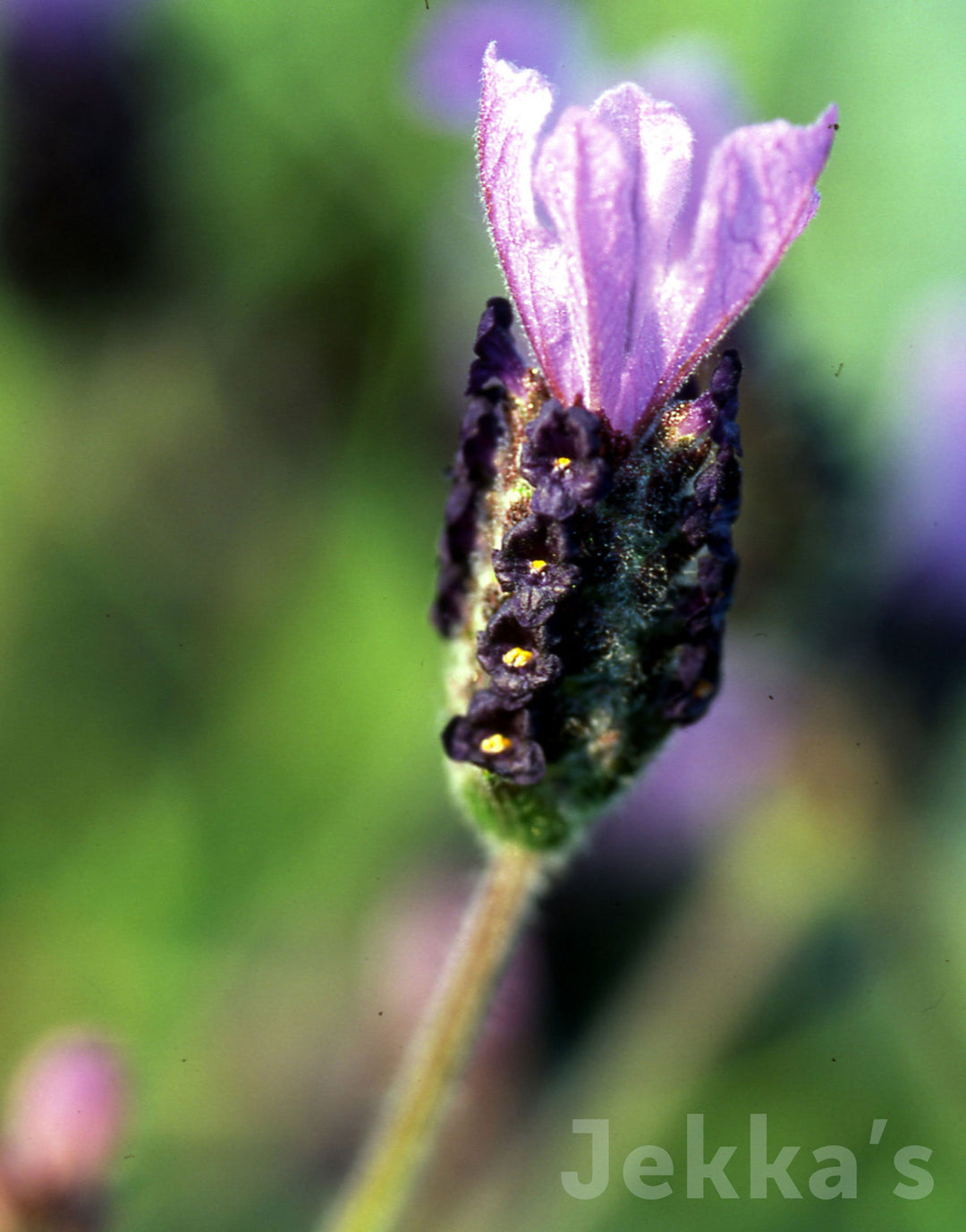 fathead lavender plants Lavandula 'Fathead' (Lavender Fathead): Plants available to buy. – Jekka's