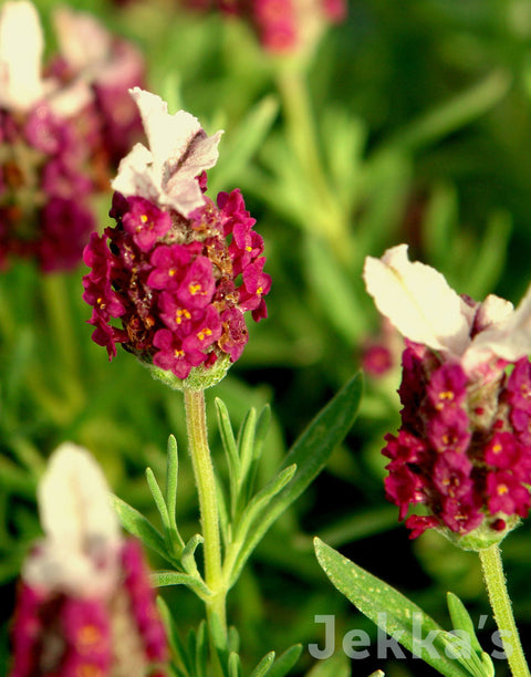 red lavender plant Lavandula stoechas subsp. stoechas f. rosea 'Kew Red' (Lavender Kew Red): Plants available to buy. – Jekka's