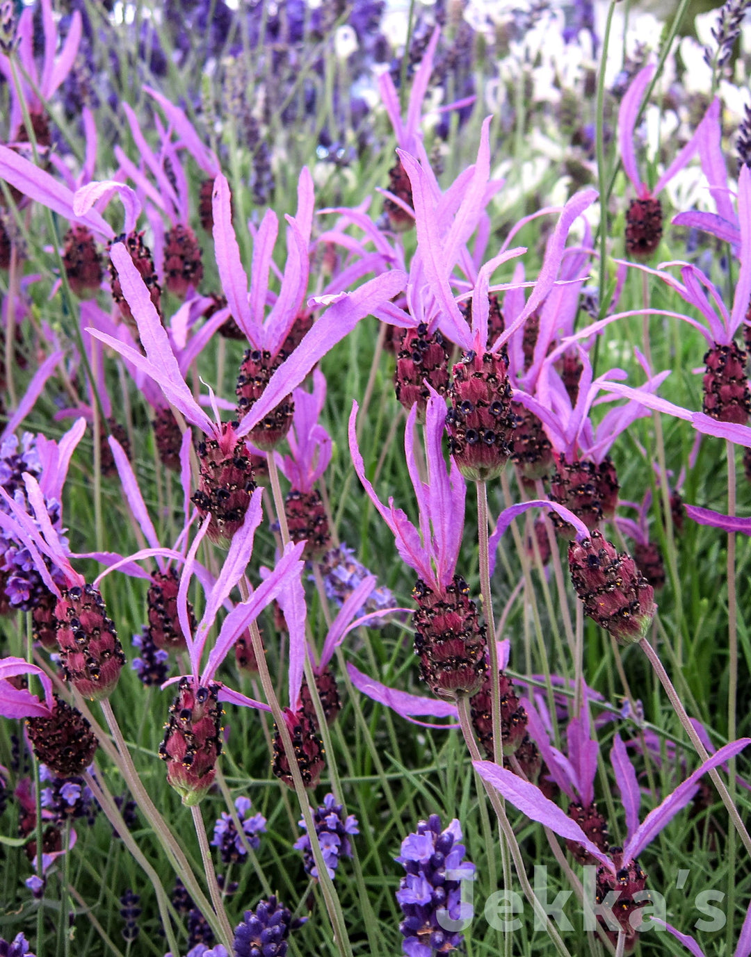 portuguese lavender plant Jekkapedia: Lavandula pedunculata (Portuguese Lavender) – Jekka's