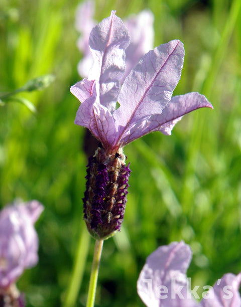 Jekka's: Lavender Willow Vale (Lavandula 'Willow Vale' )