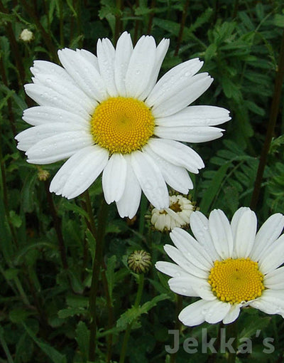 Jekka's: Oxeye Daisy (Leucanthemum vulgare)