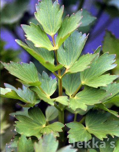 Jekka's: Lovage (Levisticum officinale)