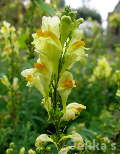 Jekka's: Toadflax (Linaria vulgaris )