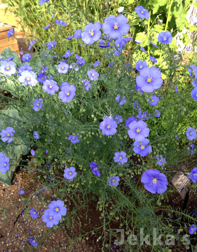 Jekka's: Flax (Linum perenne)