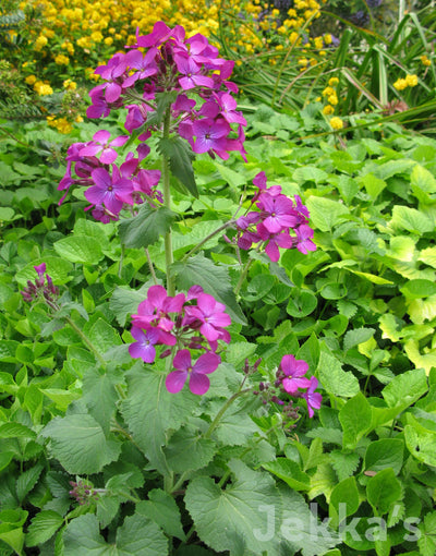 Jekka's: Honesty (Lunaria annua )