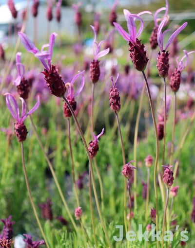 Jekkapedia: Spanish Lavender (Lavandula pedunculata subsp. Pedunculata)