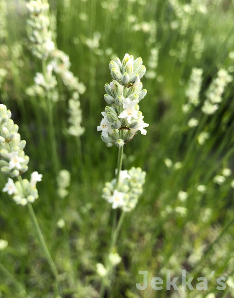 Jekka's: White Lavender (Lavandula x intermedia 'Alba')