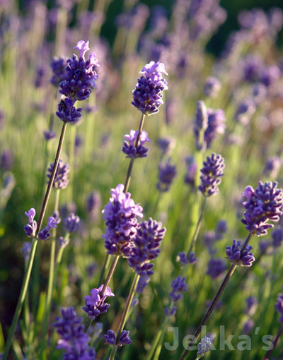Jekka's: Lavender Twickel Purple (Lavandula angustifolia 'Twickel Purple')