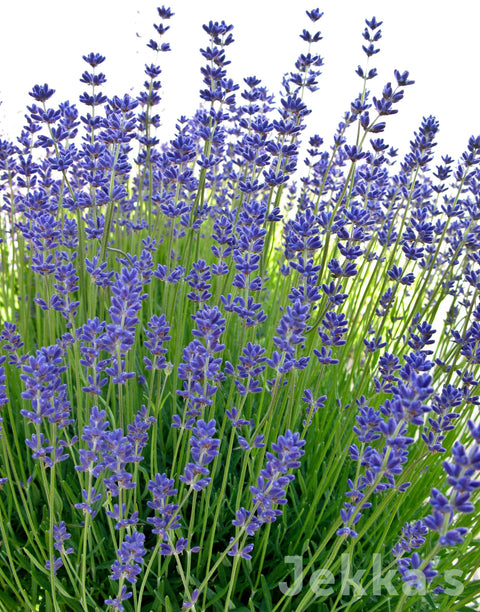 Jekkapedia: Lavender Folgate