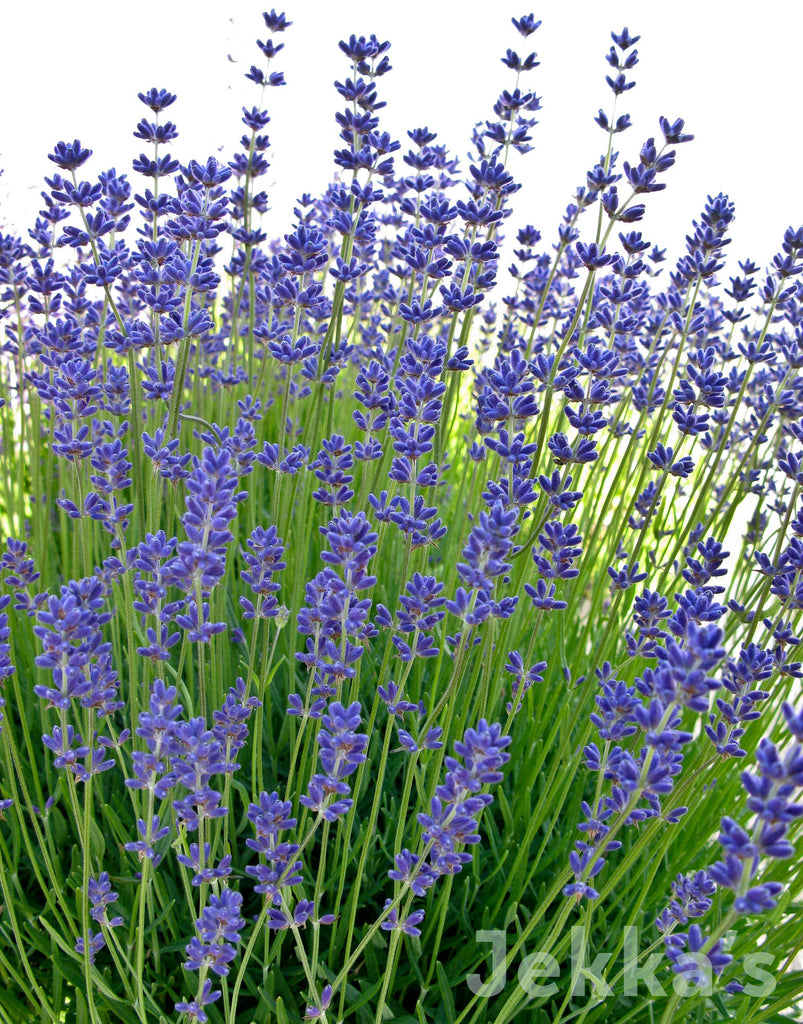 folgate lavender plants for sale Lavandula angustifolia 'Folgate' (Lavender Folgate): Plants available to buy. – Jekka's