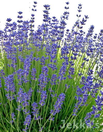 Jekka's: Lavender Folgate (Lavandula angustifolia 'Folgate')