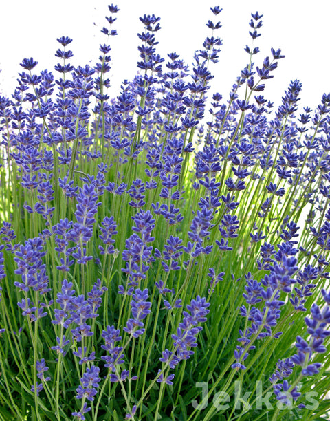 Jekka's: Lavender Folgate (Lavandula angustifolia 'Folgate')
