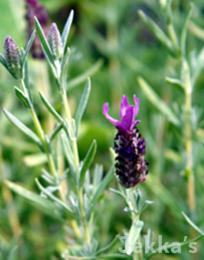 Jekkapedia: Lavender Devonshire Compact