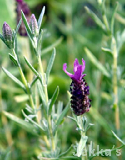 Jekka's: Lavender Devonshire Compact (Lavandula 'Devonshire Compact')