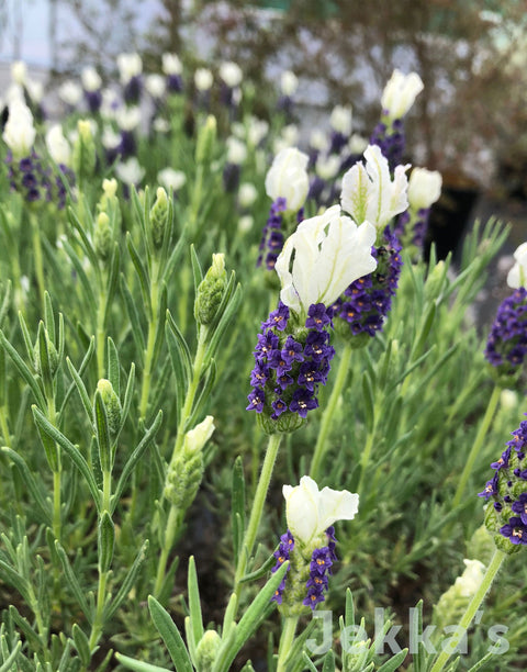 Jekka's: Lavender Bee Happy (Lavandula 'Bee Happy’)