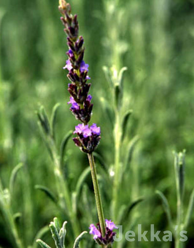 Jekka's: Lavender Goodwin Creek Grey (Lavandula x ginginsii 'Goodwin Creek Grey’)