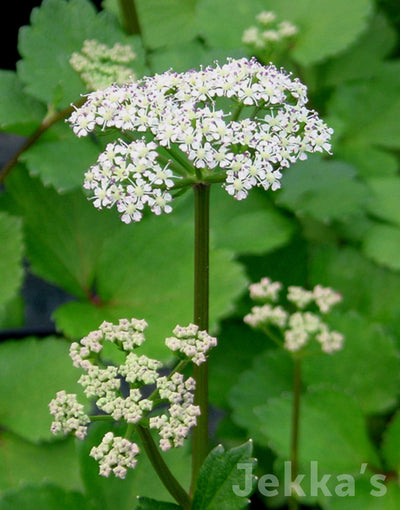 Jekkapedia: Scottish Lovage