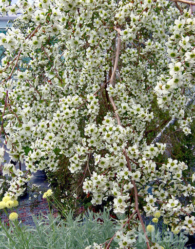 Jekka's: New Zealand Tea Tree (Leptospermum scoparium)