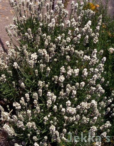 Jekka's: Lavender Dwarf White (Lavandula angustifolia 'Nana Alba')