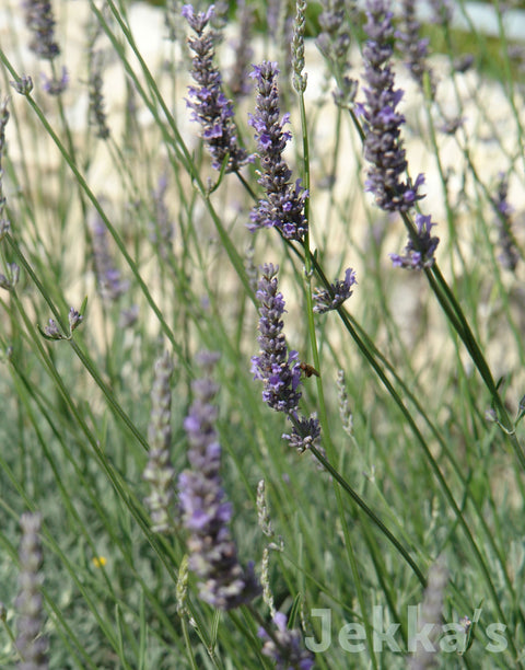 Jekkapedia: Lavender Pale Pretender