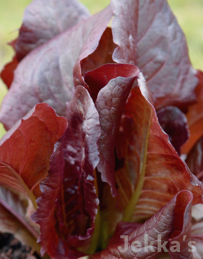 Jekka's: Red Lettuce (Lactuca sativa 'Batavian Red')