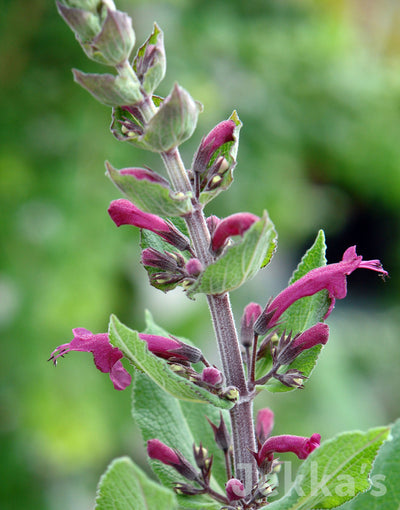Jekka's: False Salvia (Lepechina hastata)