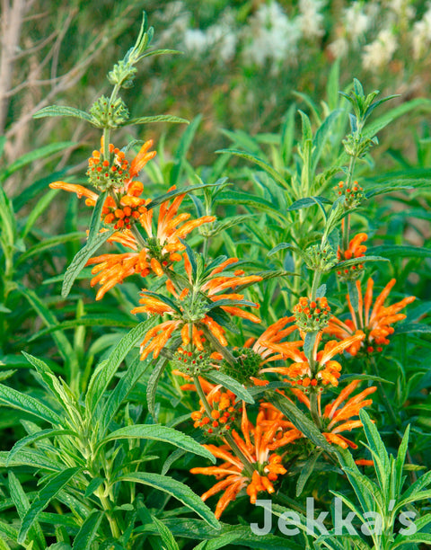 Jekka's: Lion's Ear (Leonotis leonurus)