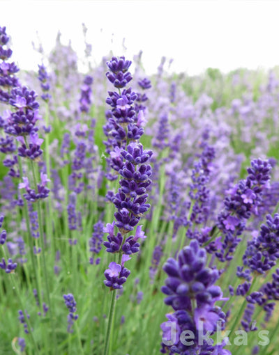 Jekka's: Lavender Melissa (Lavandula angustifolia 'Melissa')